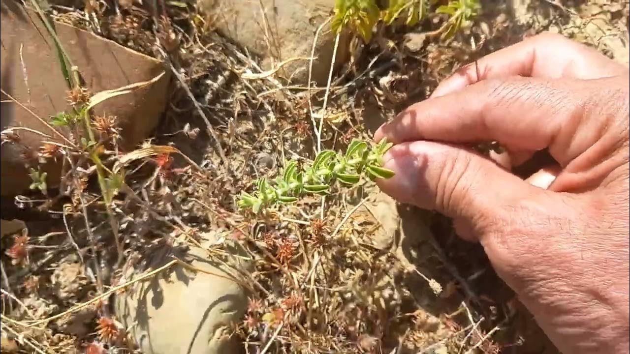 سد الوحدة: رؤية شاملة حول أهميته وتأثيره