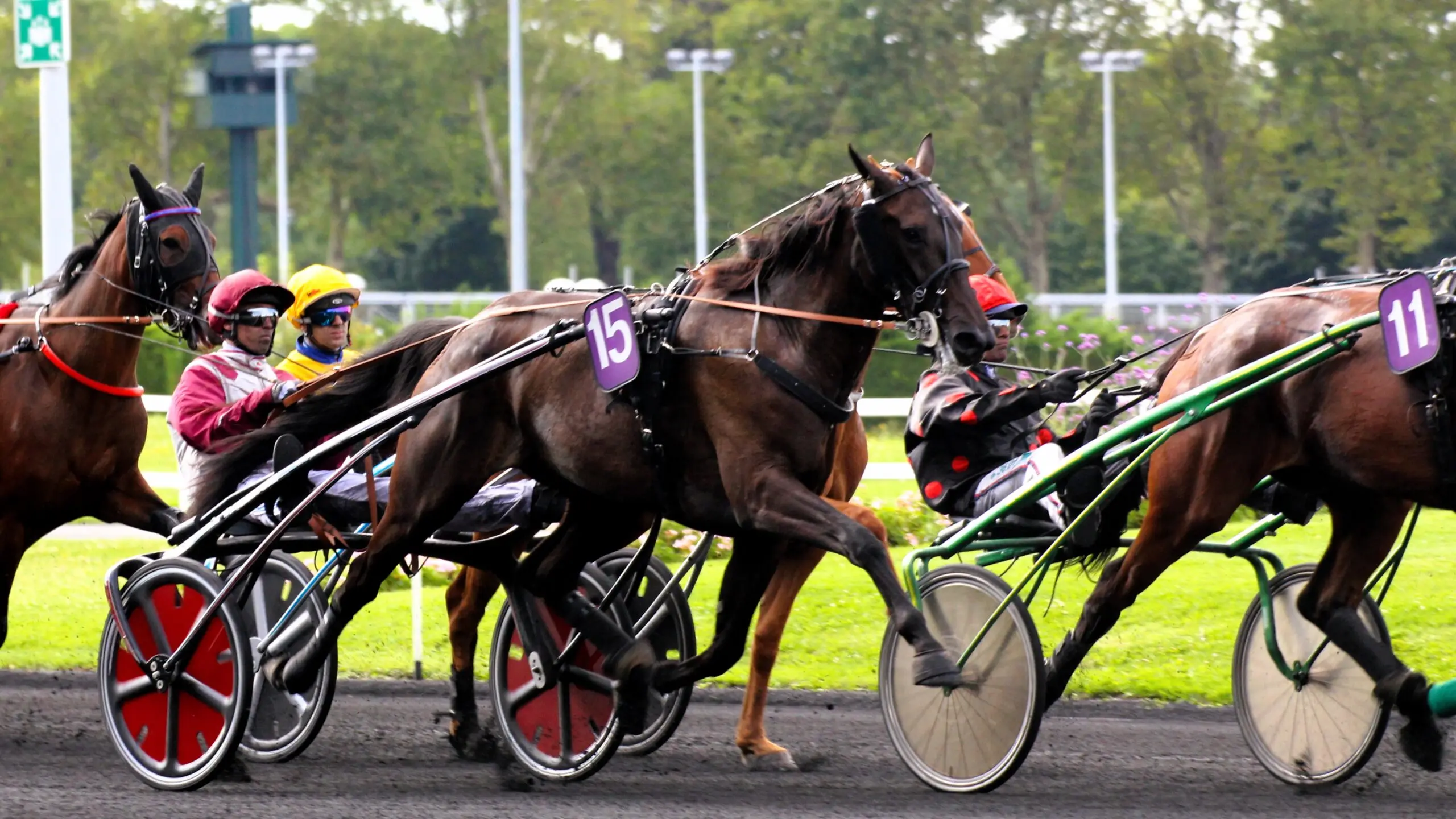 limportance des pronostics pmu pour les paris hippiques