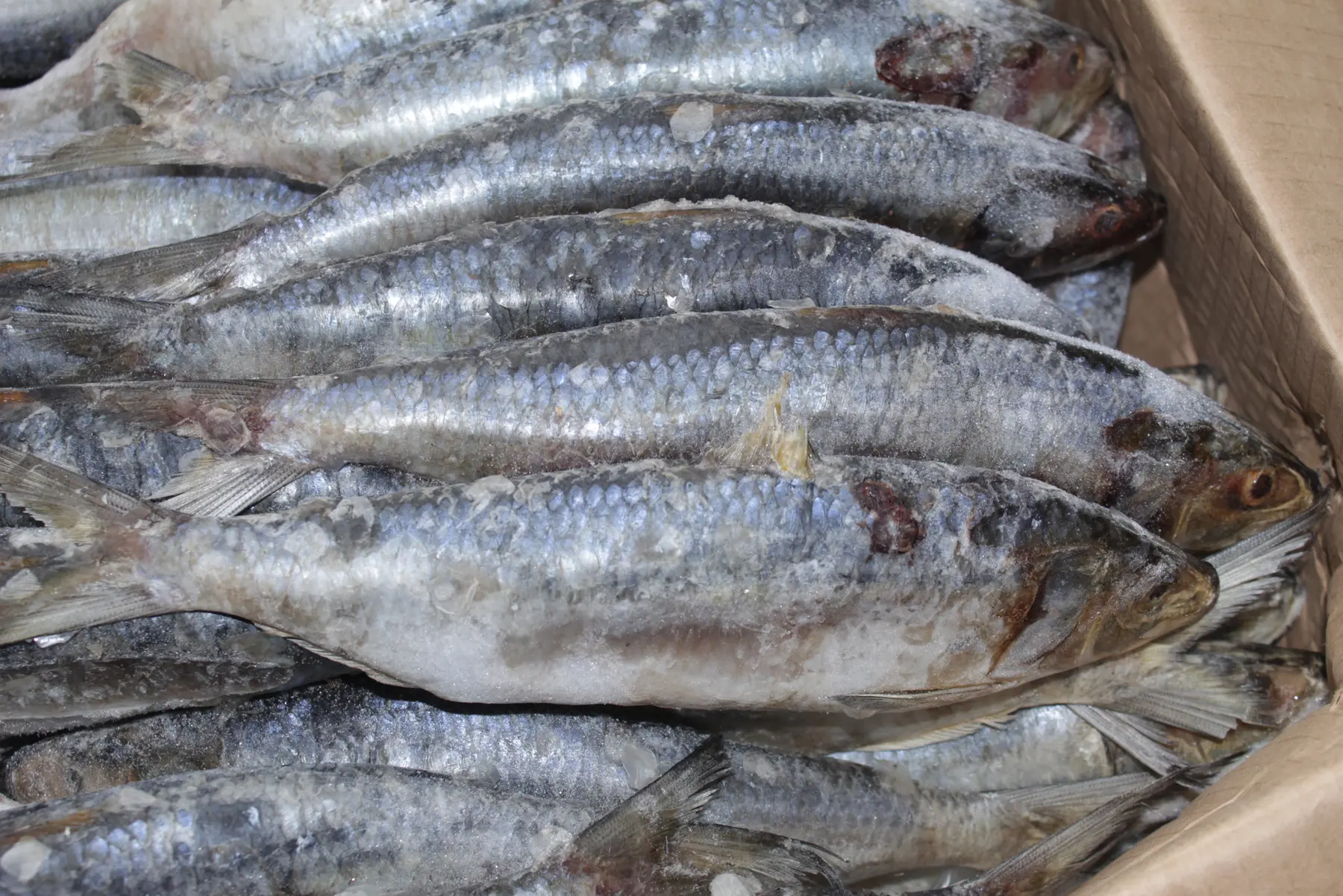 ahmyt alsrdyn fy alnzam alghdhayy almghrby