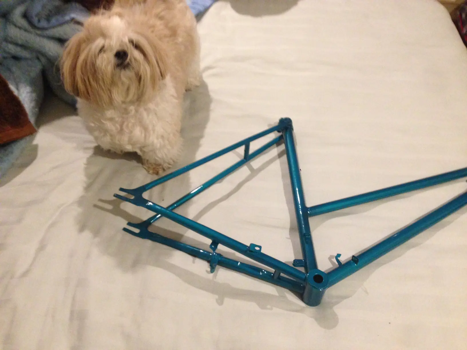 mbarat come fiorentina thlyl shaml wahdath mhmt