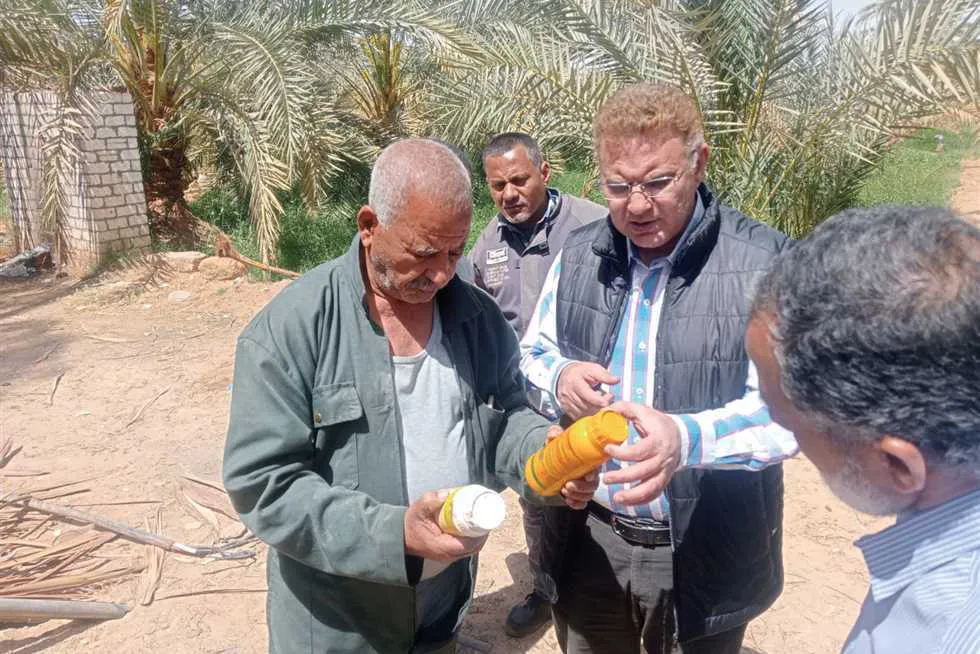 الجراد الصحراوي: الوضع الحالي في الجنوب المغربي