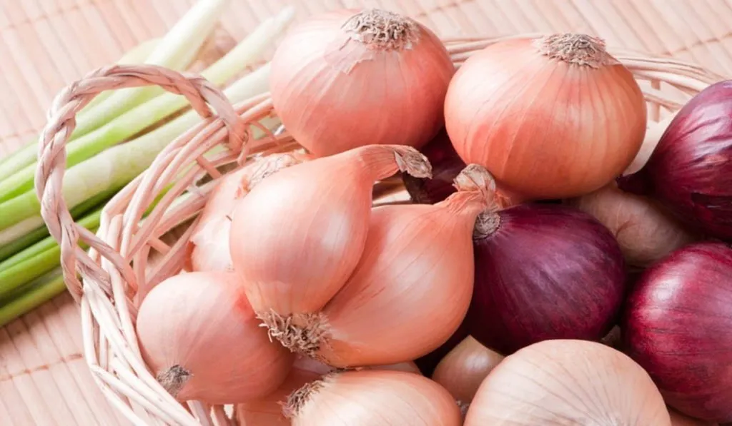 bsl wzyr alzraʿt yfth alaswaq alawrwjwyanyt amam sadrat msr