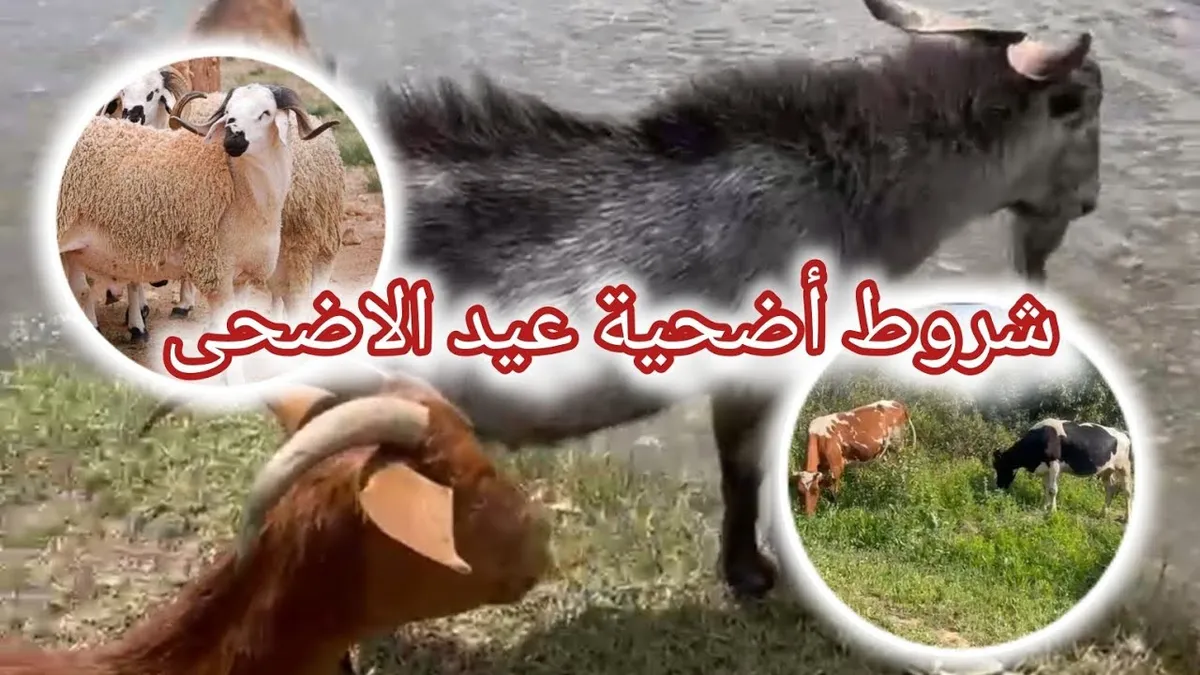 adhyt atlaq mnst rqmyt lhjz wbyʿ adahy ʿyd aladhy 2026