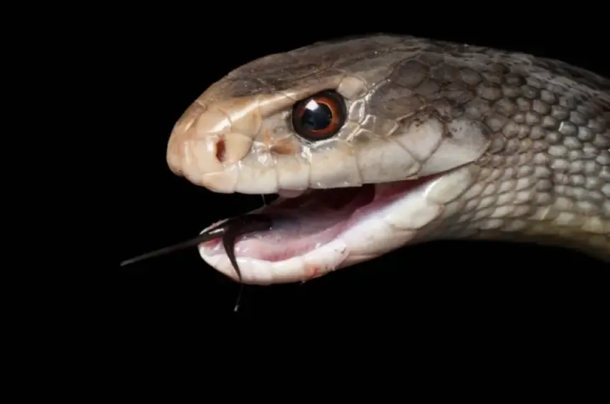 thʿban yhtm rqmaaⁿ qyasyaaⁿ bsm ykfy lqtl 400 shkhs