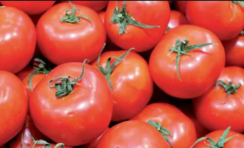طماطم — MA news